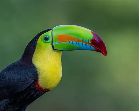 Colorful Toucans Images Galleries With A Bite