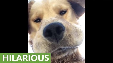 Golden Retriever Hilariously Looks Down At Camera Youtube