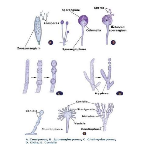 Fungi Distribution Morphology Reproduction Classification Free