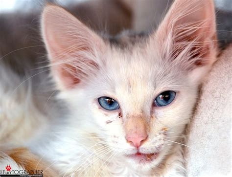 Filling with a dental composite photop. "The Furrtographer" Helps Special-Needs Cats Find Homes ...