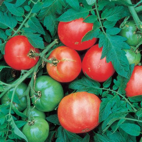 Arkansas Traveler Tomato Medium Large Tomato Seeds