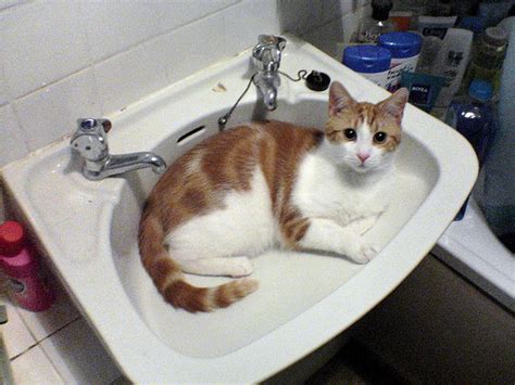 23 Cute Cats In Sinks 23 Pics Amazing Creatures