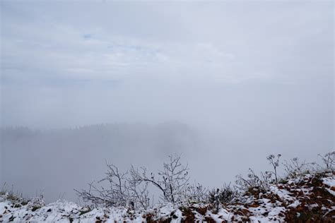Images Gratuites Arbre Montagne Hiver Nuage Brouillard Matin