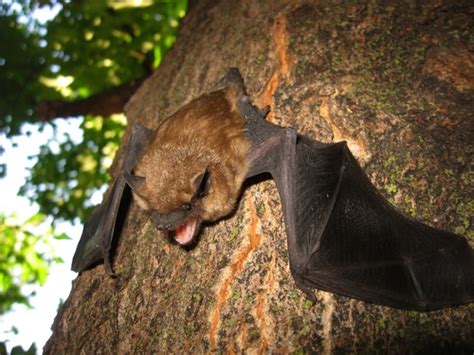 Big Brown Bat Eptesicus Fuscus · Inaturalist Canada