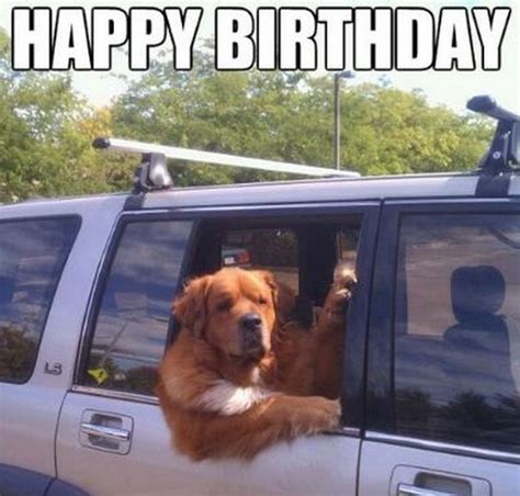 101 Funny Happy Birthday Dog Memes For Paw Lovers Everywhere Happy
