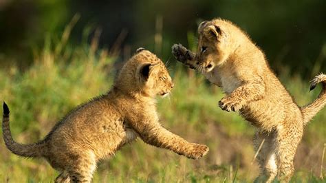 Cute Lion Cubs Playing Hd Funny Pets Youtube