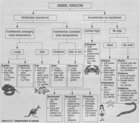Classification Of Animals Vertebrates And Invertebrates Biology