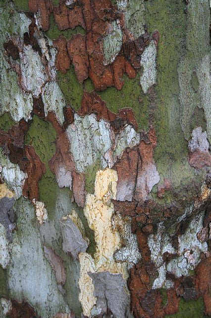 150 Unique Tree Bark Ideas Tree Bark Patterns In Nature Tree