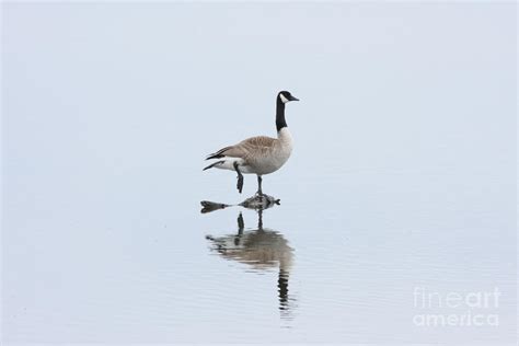 Goose Standing On One Leg Photograph By Lori Tordsen