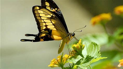 Yellow And Black Butterfly Is Standing On Flower Hd Birds
