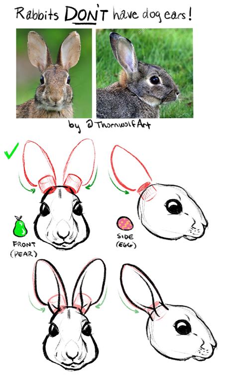 Tutorial How To Draw Rabbit Ears — Thornwolf The Art Of Nicole Dornsife