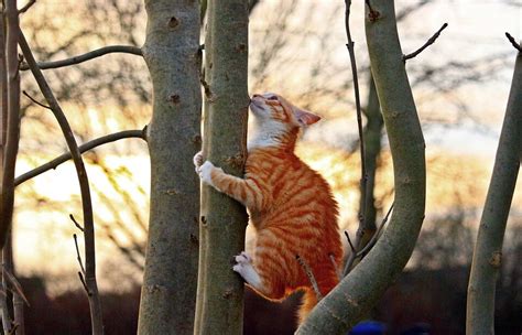 Cat Climbing Tree Cattention
