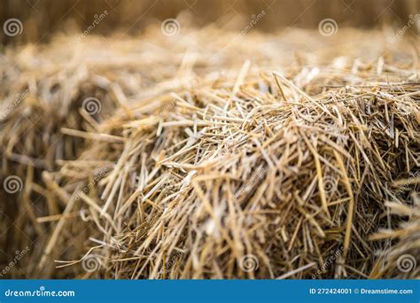 Straw Dry Straw Hay Straw Yellow Background Hay Straw Texture Stock