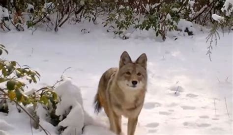 Coyote Confirmed In Nyc Is It Healthy Is It A Threat Biologist