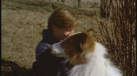 Lassie 1994 90s Films Image 23523205 Fanpop