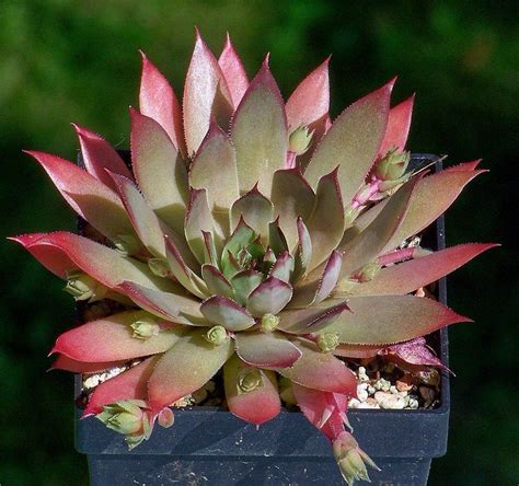 Sempervivum Pink Flamingo Succulents In Containers Cacti And