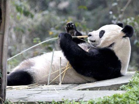 China Wild Pandas Turn Carnivorous Fight For Meat World News