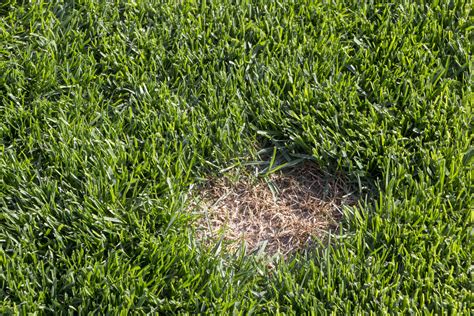 What Causes Brown Spots In A Lawn Lehigh Lawns And Landscaping
