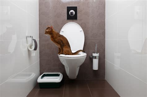 So it might be tempting, or seem natural to teach your cat how to go in the toilet. You can train your cat to use the toilet. Just don't ...