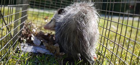 For over 56 years, aid pest control of salem has been helping families and businesses rid their place of pests. Pest Animal Removal Salem: Wildlife Control, Critter ...