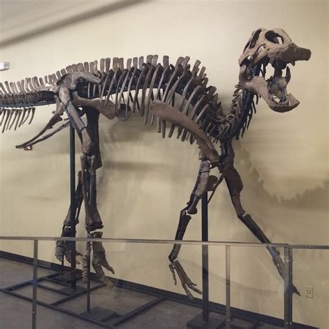 70 Million Year Old Hadrosaur Dinosaur Skeleton Fossil Shack Touch