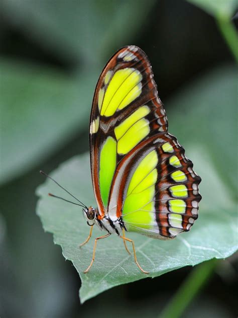 Pin On Beautiful Butterfly