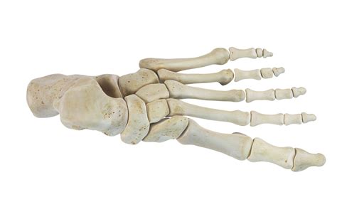 Overview Of The Tarsal Bones In The Foot