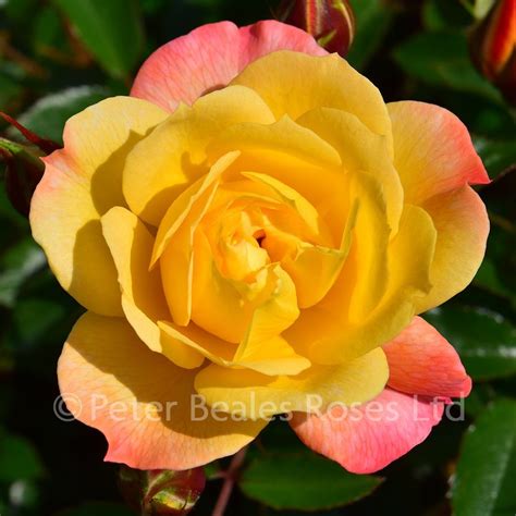 Bella Rosa Patio Standard Rose Peter Beales Roses The World