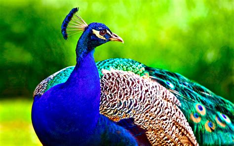 Top 50 Most Beautiful Peacock Pictures And Hd Images Free Download