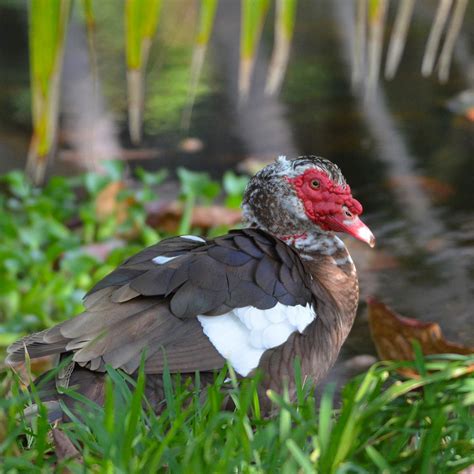 Hawaiʻi Birding Trails Muscovy Duck