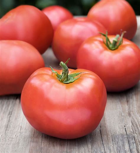 Atkinson Tomato Meaty Fruit All Season Producer