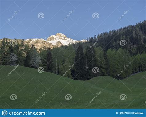 Green Spring Meadow With High Seat And Blooming Trees Forest And Snow