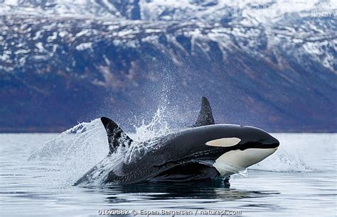 Nature Picture Library Killer Whales Orcas Orcinus Orca Travelling