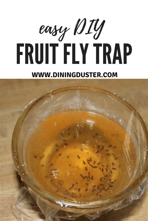 Get Rid Of Pesky Fruit Flies With An Easy Diy Fruit Fly