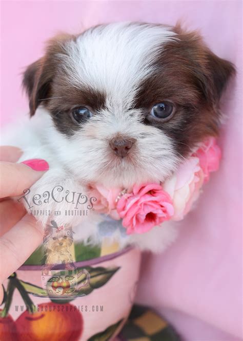 Our babies have sweet, smooshie faces and wonderful coats! Chocolate Shih Tzu Puppies For Sale Florida | Teacups ...