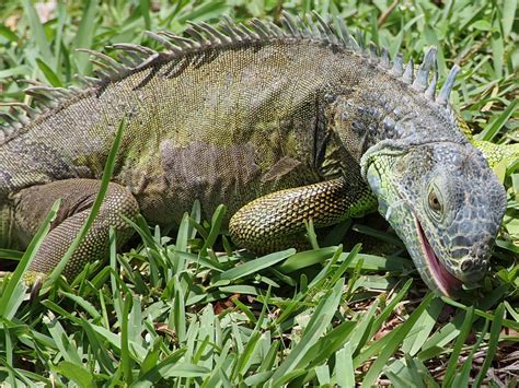 Free Images Grass View Wildlife Wild Predator Scale Iguana