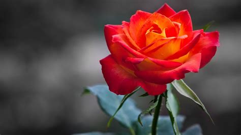 Colorful Rose Flower Wallpaper Youtube