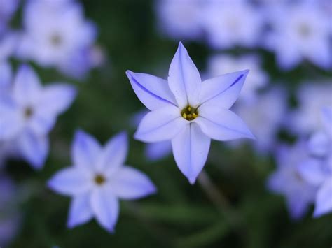 Free Photo Blue Flowers Star Cute Free Image On Pixabay 65388