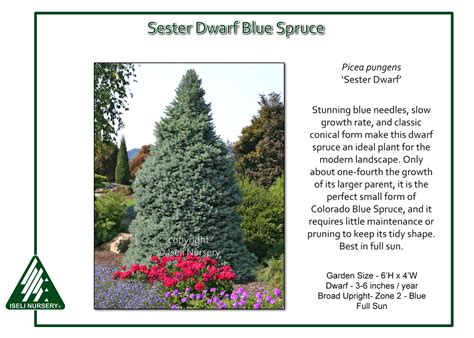 Picea Pungens ‘sester Dwarf Iseli Nursery