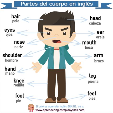 Partes Del Cuerpo Humano En Ingl S Y Espa Ol Con Imagen Y Ejercicio