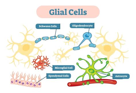 What Are Glial Cells Types And Functions