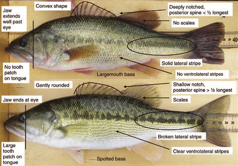 Morphological Models For Identifying Largemouth Bass Spotted Bass And Largemouth Bass X