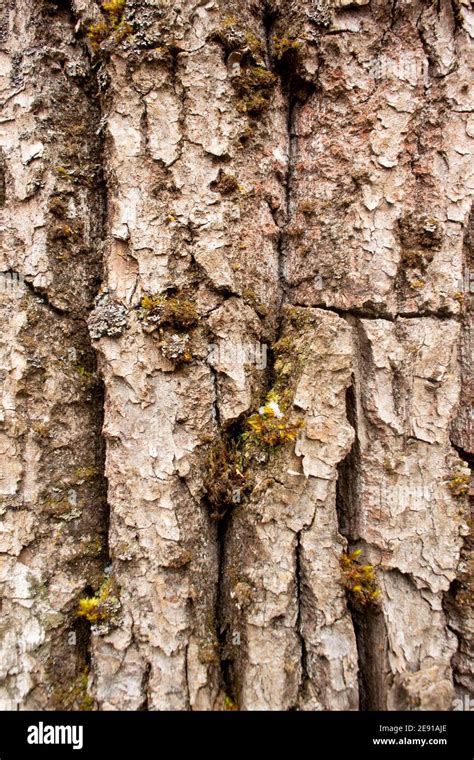 The Furrowed Bark Of A Black Cottonwood Tree Populus Trichocarpa