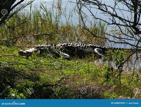 Alligator Sunning On Shore At The Viera Wetlands In Florida Stock Image