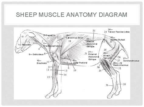Animal Muscle Identification Types Of Muscles Skeletal Muscles