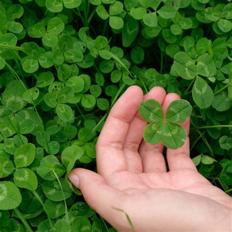 Grow Your Own Lucky Clover Plant Kit By Plants From Seed