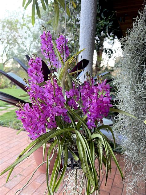 Vanda Crownfox Golden Dawn