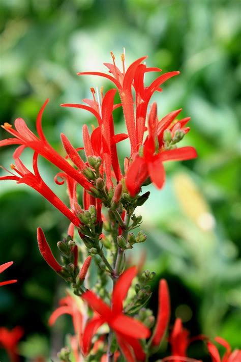 Top 10 Pretty Plants That Attract Hummingbirds