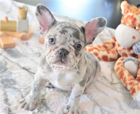 Frenchie Facts French Bulldog Puppies Bulldog Breeders Poetic