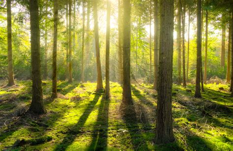 la symbolique de la forêt et des arbres cime tree